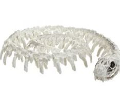 Snake Skeleton Halloween Plastic Prop Decoration 22cm