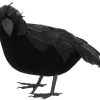 Black Crow