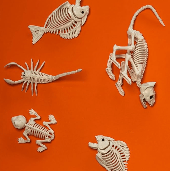 Fish Skeleton - Image 4