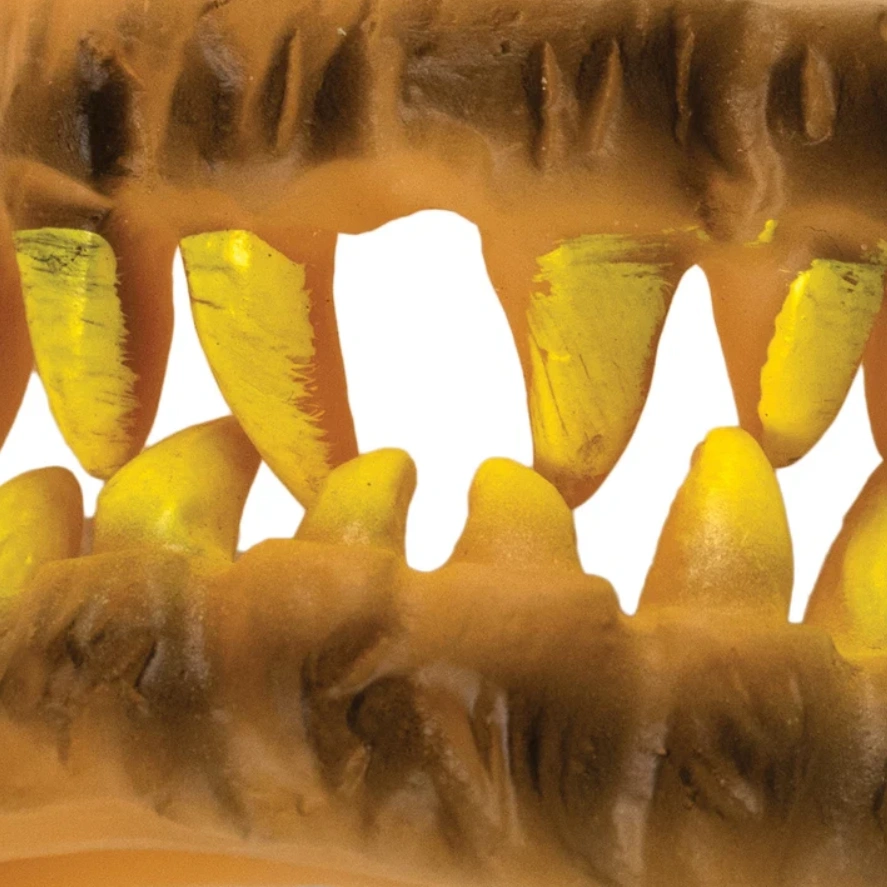 Yellow Monster Horror Teeth - Image 2
